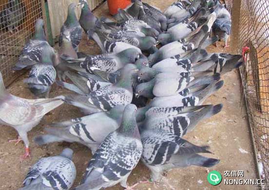 肉鸽饲养方法