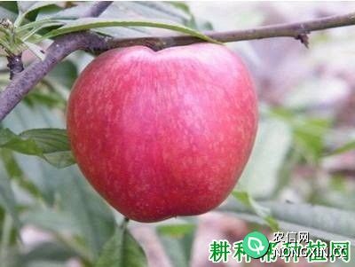 夏红苹果品种好不好