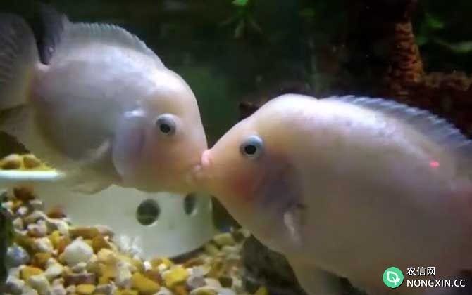 接吻鱼