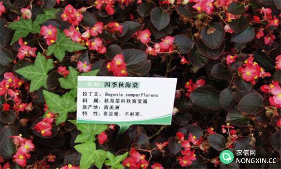秋海棠的繁殖方法