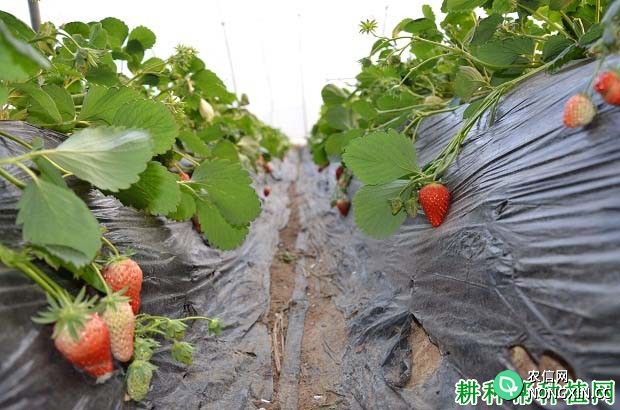 草莓对肥料有哪些要求