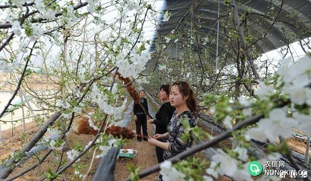大樱桃树种植要注意哪些
