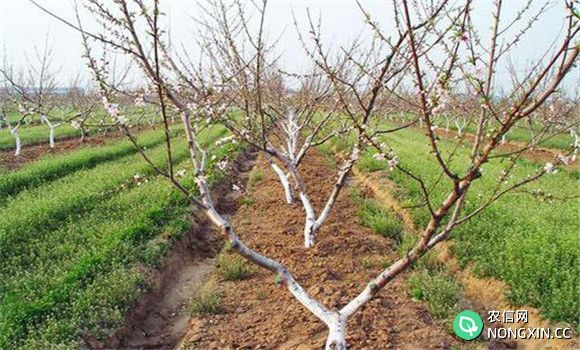 桃树种植的方法