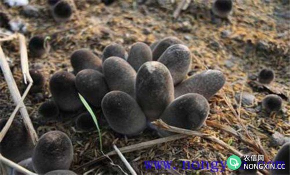 草菇如何种植 草菇超高产栽培技术