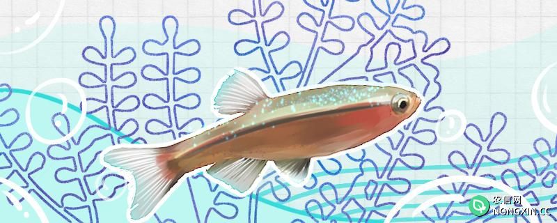 白云金丝鱼在草缸会自己繁殖吗，怎么繁殖