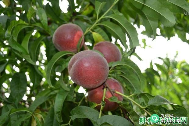 哪些措施可以增加桃树树体贮藏的养分