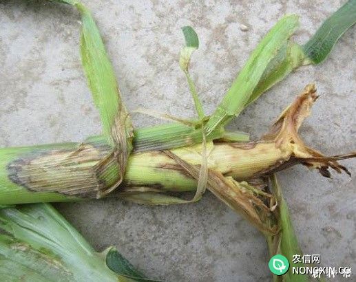 玉米茎腐病如何防治