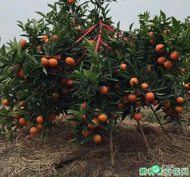 适宜柑橘生长发育的土壤条件是什么样