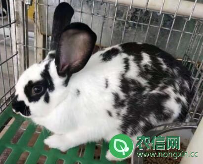 兔子品种之花巨兔，体型粗短的杂交兔种