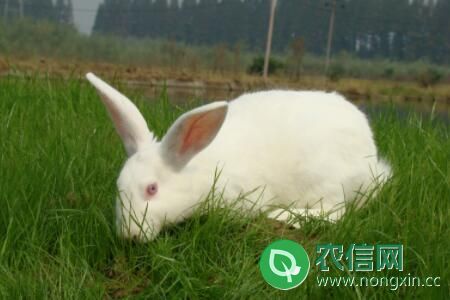 兔子品种之新西兰兔，性情温顺的优质肉用兔种之一