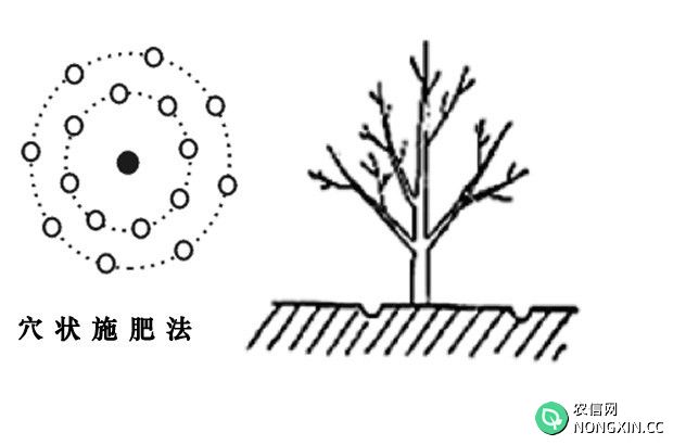 枇杷树如何施肥