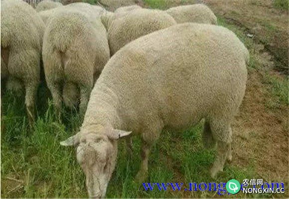 常见绵羊品种分类