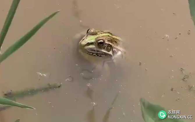 田蛙