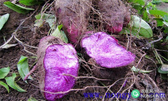 紫山药怎样栽培 紫山药种植技术与管理要点