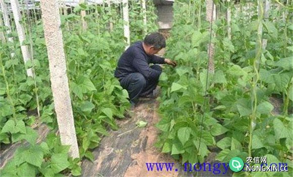 秋菜豆在栽培上应掌握哪些技术要点