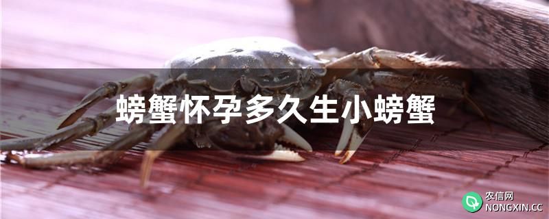 螃蟹怀孕多久生小螃蟹