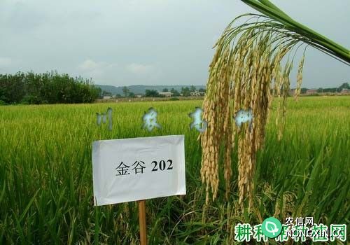 金谷202水稻品种好不好