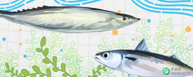 秋刀鱼和青花鱼是同一种鱼吗，有什么区别