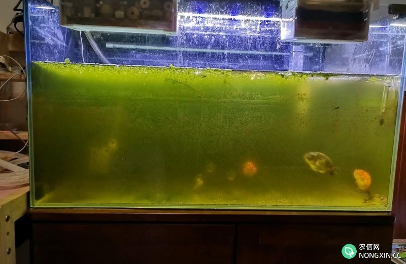 鱼缸绿水