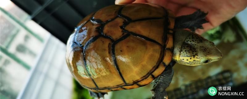 头盔龟苗怎么养，怎么喂食
