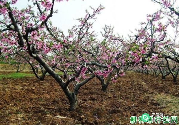 盛果期桃树生长有什么特点 该如何修剪