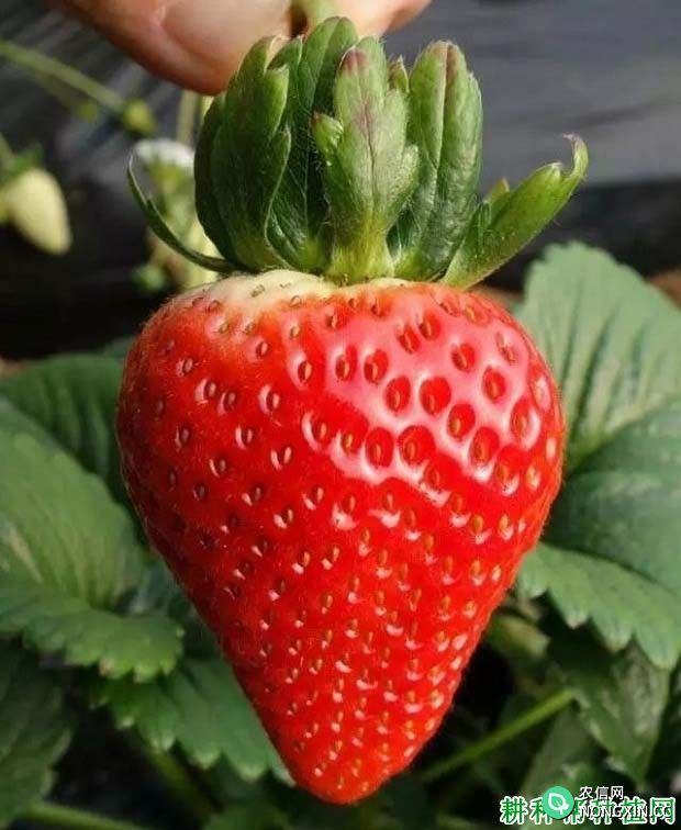 艳丽草莓品种好不好