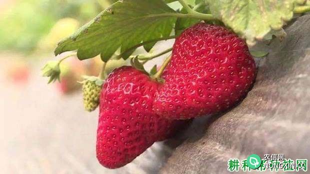 艳丽草莓品种好不好