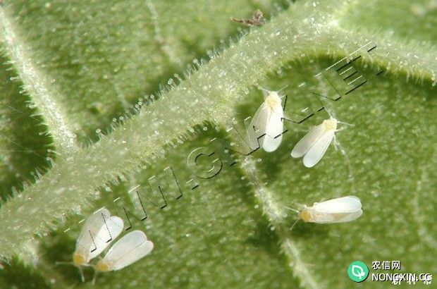 怎么防治西瓜的白粉虱附图片