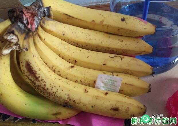 乙烯对香蕉有哪些危害 如何预防乙烯对香蕉造成危害