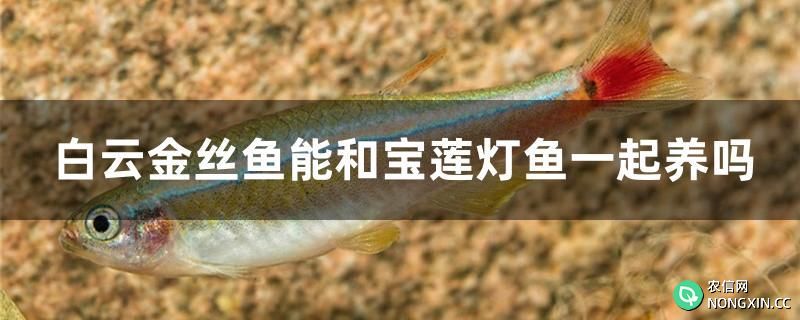 白云金丝鱼能和宝莲灯鱼一起养吗