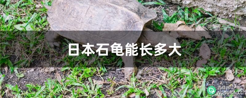 日本石龟能长多大