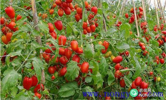 小西红柿怎么种植和管理