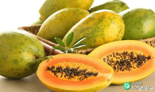 木瓜蛋白酶有哪些功效