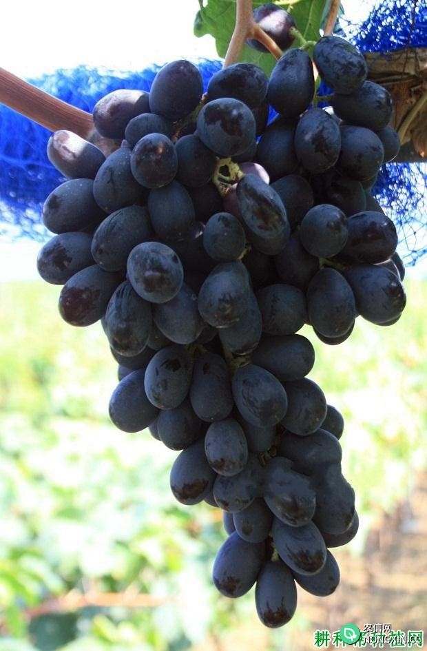 红美葡萄品种好不好