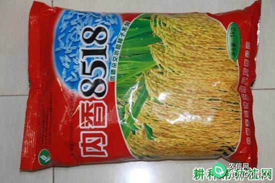 内香8518杂交籼稻水稻品种好不好