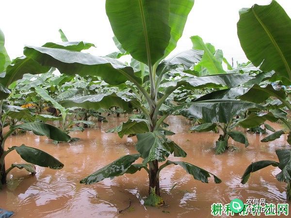 香蕉树浸水有哪些影响