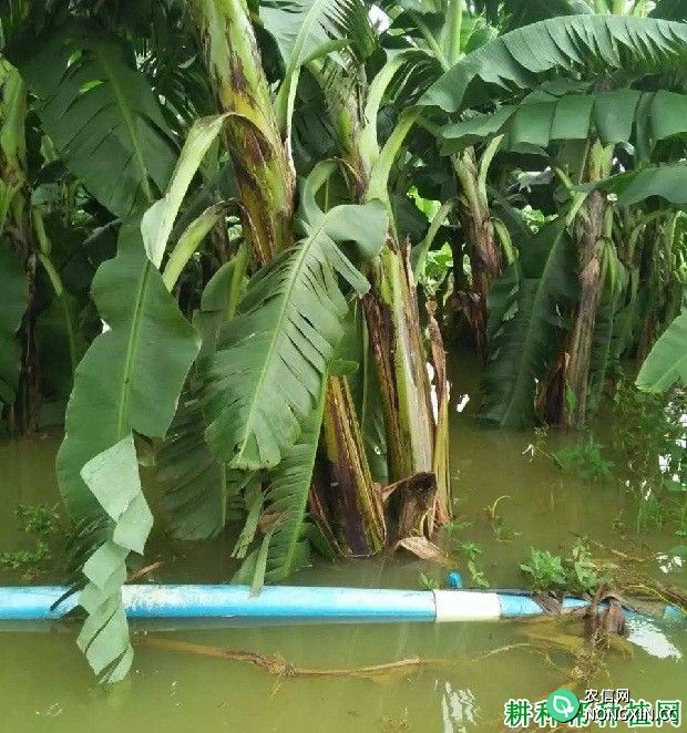 香蕉树浸水有哪些影响