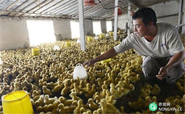 肉鸭养殖业的几个节约饲料的方法