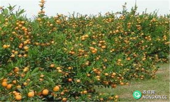 柑橘抗旱栽培技术