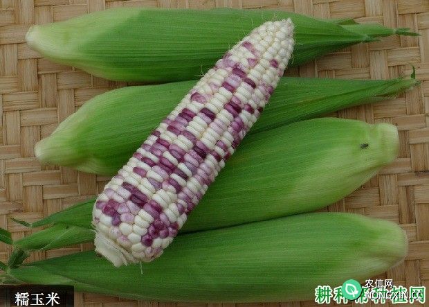 玉米有多少种类型