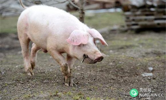 猪传染性胃肠炎怎么治疗