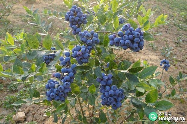 蓝莓收获季是什么时候