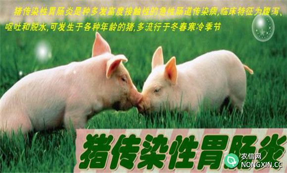 猪传染性胃肠炎防治