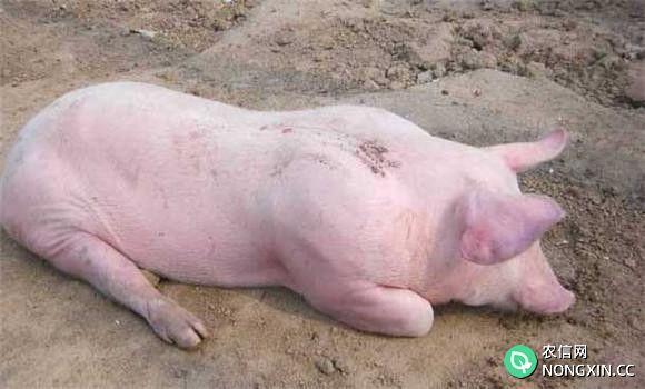 猪传染性胃肠炎临床症状
