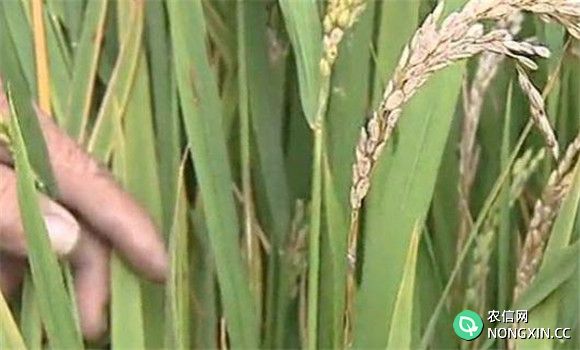 水稻穗颈瘟的防治