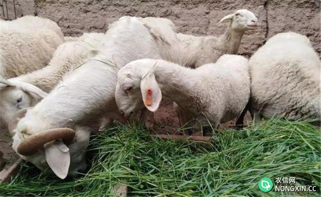 加强繁殖母羊饲养，减少羔羊死亡