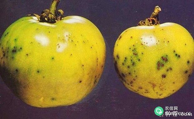 番茄细菌性叶斑病如何防治 番茄细菌性叶斑病特效药有哪些
