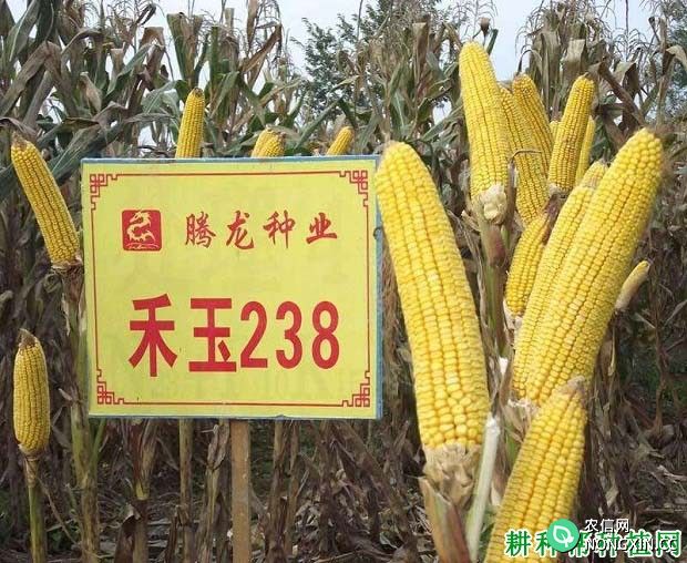 禾玉238玉米品种好不好