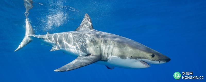鲸鱼和鲨鱼是哺乳动物吗