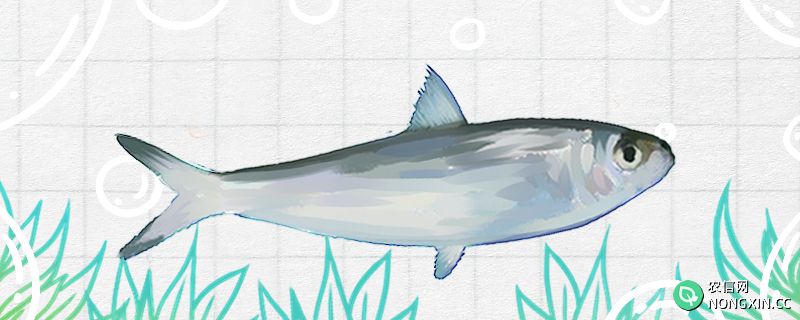 沙丁鱼和鲅鱼是一种鱼吗，有什么区别
